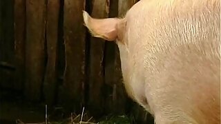 Brunette Lady Farmer Hairy Pussy Barn Fucked